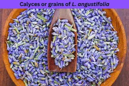 How to harvest Lavender flowers for culinary use