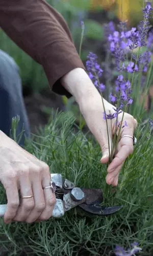 How to prune lavender plant