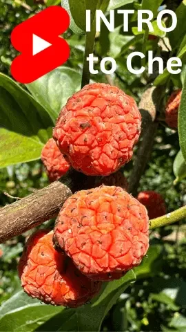 Introduction to Maclura tricuspidata on YouTube