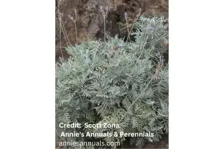 Jagged Lavender, Lavandula buchii