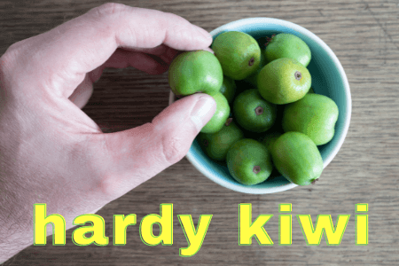 Kiwi Actinidia arguta