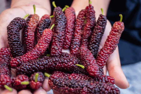 Large fruit from the Pakistan Mulberry, Morus alba ' Pakistan'