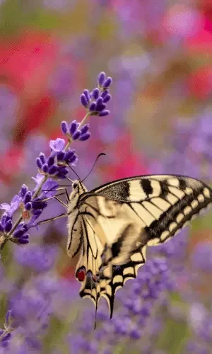 Lavandula angustifolia plant with butterfly