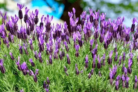 Lavandula stoechas flowers