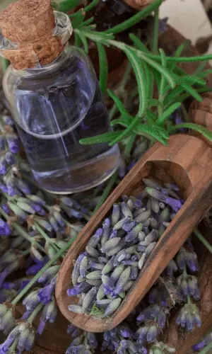Lavender essential oil and blooms