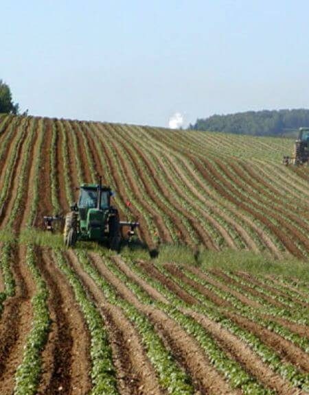 Monoculture agriculture practice that grows a single crop