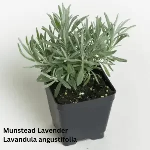 Munstead, Lavandula angustifolia
