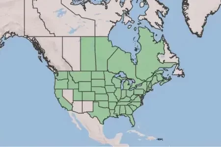 Native in most US States and Canadian Provinces