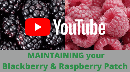 YouTube video for Growing Raspberries and Blackberries - Berry Patch to Plate