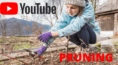 YouTube video of Pruning Raspberries and Blackberries