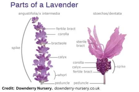 Parts of a Lavender, Downderry Nursery
