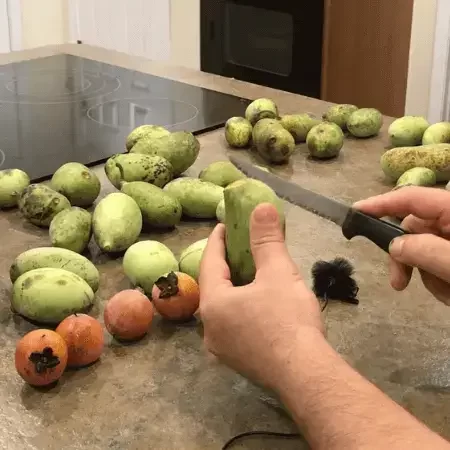 Pawpaw fruit is high source of minerals and essential amino acids