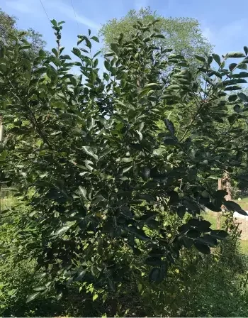 Persimmon trees in landscaping and garden ideas Persimmon trees in landscaping and garden ideas