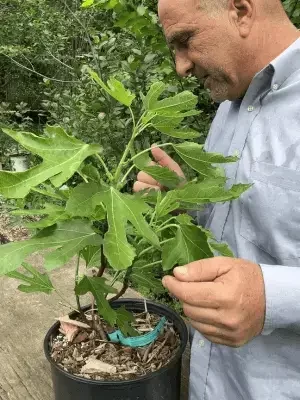 Petite Negra dwarf fig tree