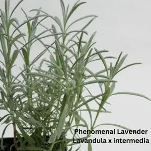 Phenomenal, Lavandula x intermedia