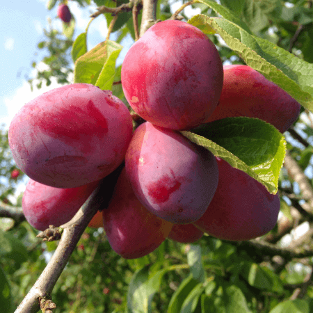 Plum Tree Guide - How To grow plums