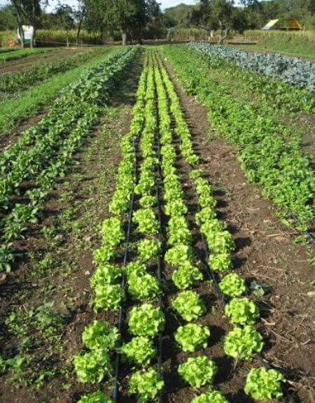 Exotic fruit are grown in Polyculture agriculture practice that grows multiple crops at the same time and place