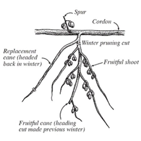 How to prune Kiwi plants