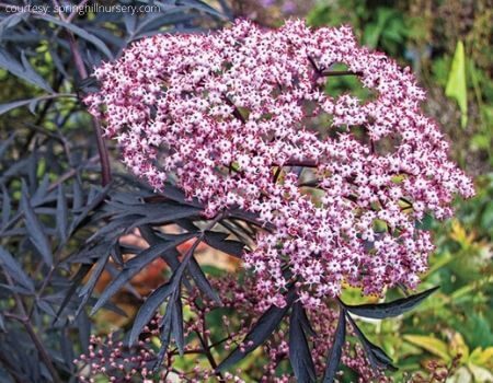 Sambucus nigra in bloom