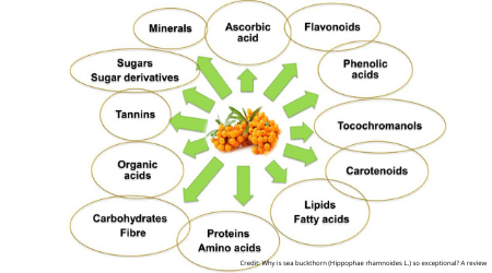 Sea Buckthorn benefits in scientific literature