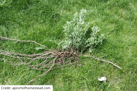 Sea Buckthorn root system grows laterally