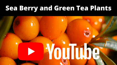 Sea Buckthorns is a exotic fruit growing in your zone