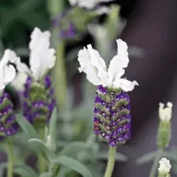 Spanish Lavender, Lavandula stoechas White Anouk