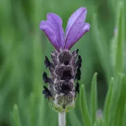 Spanish Lavender, Lavandula stoechas