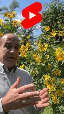 Sunchoke jerusalem artichoke flower and food on YouTube