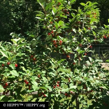 Goumi (elaeagnus) - Easy To Grow Edible Fruit And Nitrogen Fixing Plant