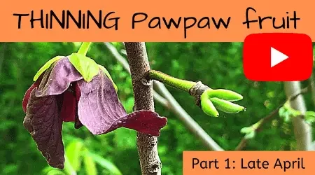 How to thin paw paw fruit in April zone 7