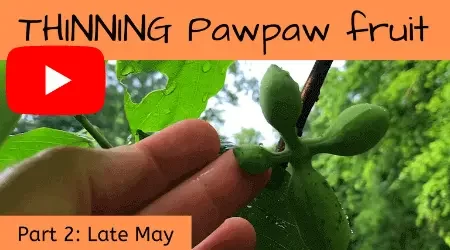 How to thin paw paw fruit in May zone 7