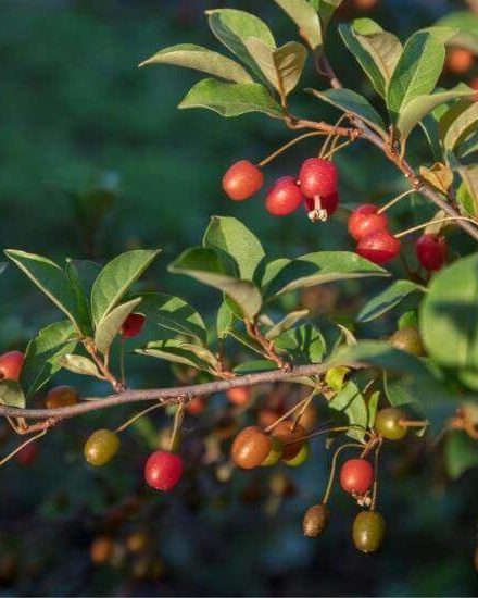Elaeagnus multiflora Silverberry Goumi Berry Seeds Light Chinese Rare Fruits 
