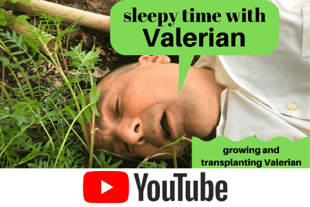 Watch on YouTube how to grow a medicinal herb used in ancient Greece and Rome