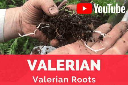 Watch on YouTube transplanting Valerian