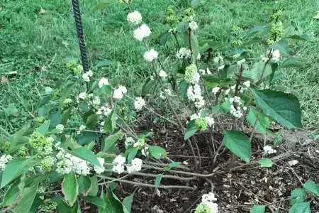 White Beautyberry Callicarpa americana