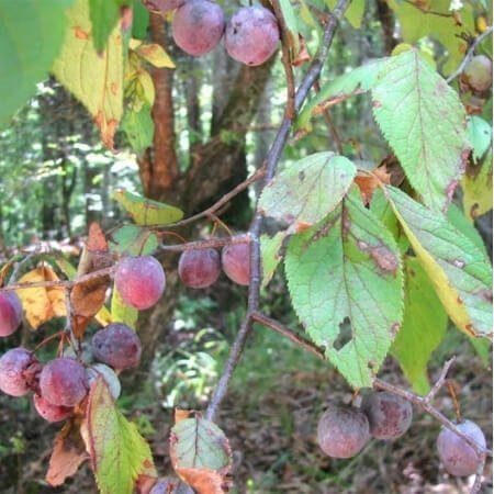 Wild plum fruit can taste sweet or tart Wild plum fruit from a Mexican Plum tree