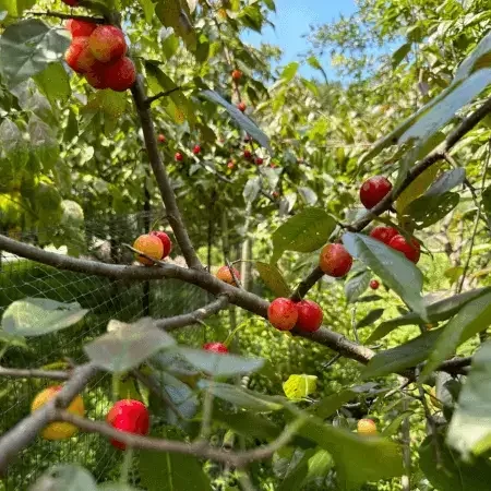 Wild plum tree fruit on American Plum, Prunus americana