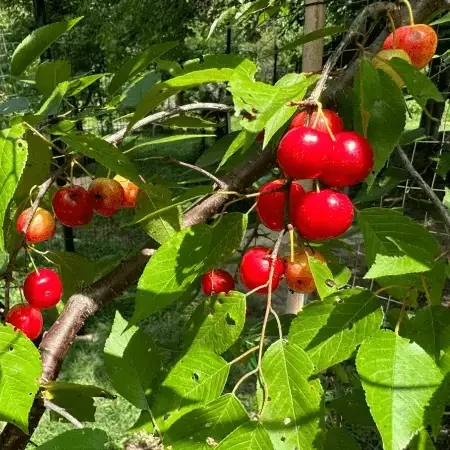 Wild plum tree fruit on Creek Plum, Prunus rivularis