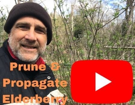 Prune and Propagate Sambucus canadensis on YouTube